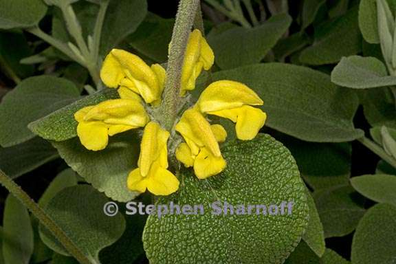 phlomis chrysophylla 2 graphic